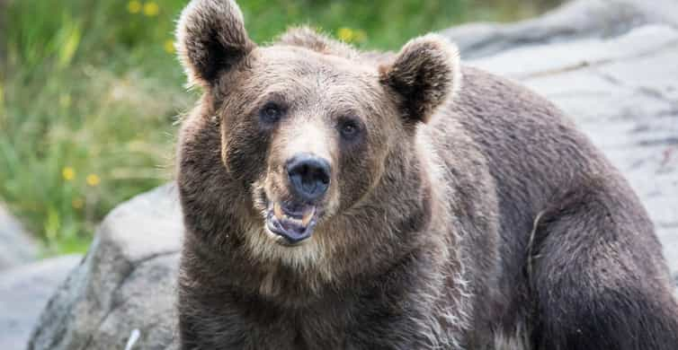 Rovaniemi: Ranua Wildlife Park Tour with Transfer | GetYourGuide