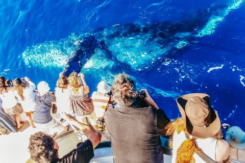 Newport Beach: 2-Hour Whale Watching Tour