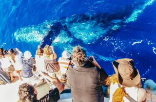 Newport Beach: 2-stündige Walbeobachtungstour