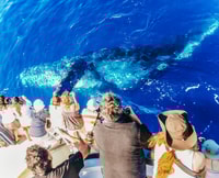 Newport Beach, 2-Hour Whale Watching Tour - Housity