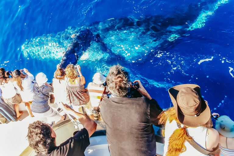 Newport Beach: 2-Hour Whale Watching Tour