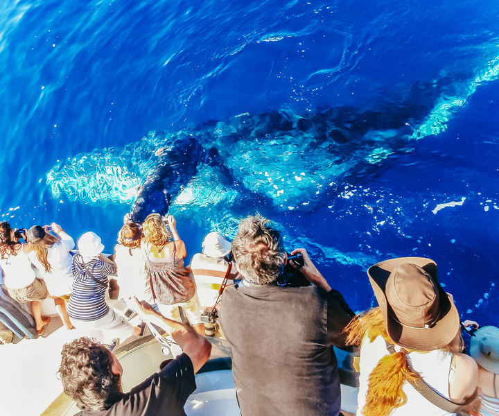 Newport Beach: tour di avvistamento balene di 2 ore