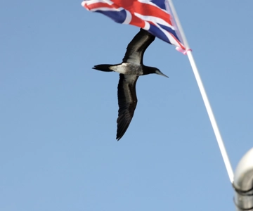 Costa Rica: Bird Watching & Photography Private Charter