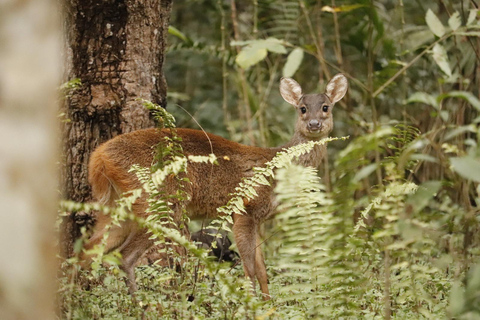 San Paolo: Escursione nella foresta atlantica con un biologoSan Paolo: Escursione di un giorno nella foresta atlantica con un biologo