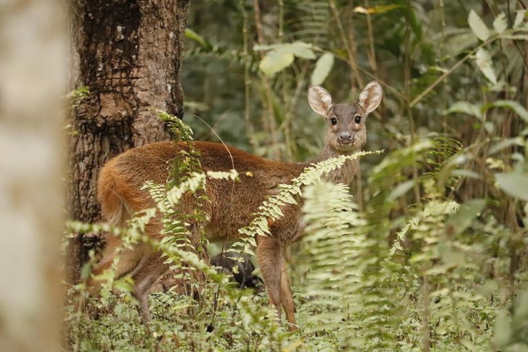 San Paolo: Escursione nella foresta atlantica con un biologoSan Paolo: Escursione di un giorno nella foresta atlantica con un biologo