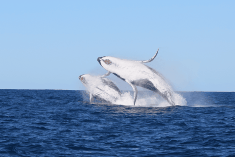 Sydney: High-Speed Whale Watching Tour Circular Quay Departure
