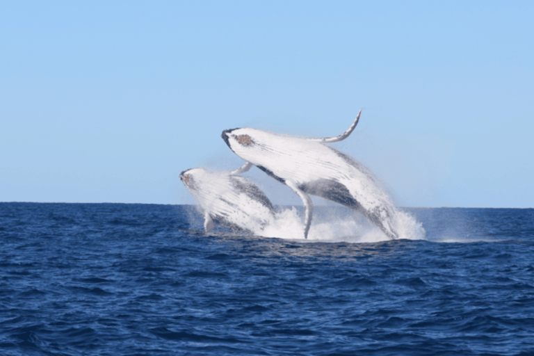 Sydney: High-Speed Whale Watching Tour Circular Quay Departure