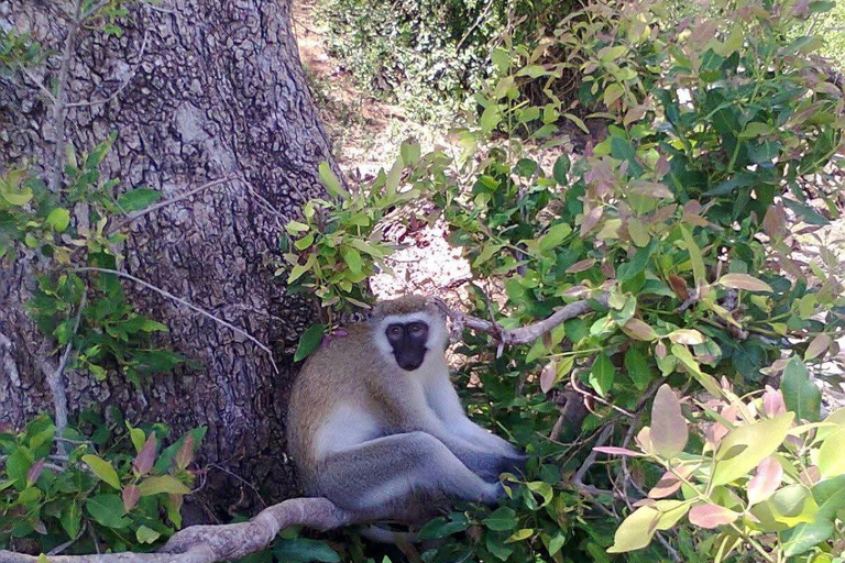 Kisumu: Kakamega Forest guided day tour