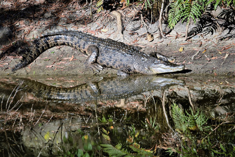 Cairns Shore Excursion: Crocodile & Wildlife Park Tour Cairns: Hartley's Crocodile Adventures Visit for Cruise