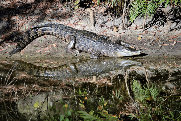Cairns Shore Excursion: Crocodile & Wildlife Park Tour Cairns: Hartley's Crocodile Adventures Visit for Cruise