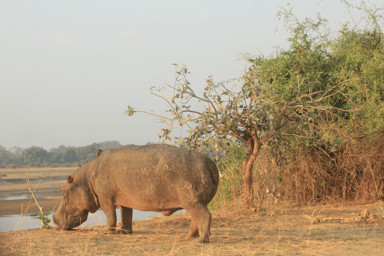 Livingstone: Private White Rhino Photography Safari