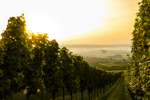 Solvang: Passeios de vinho no Vale de Santa Ynez com almoço e degustações