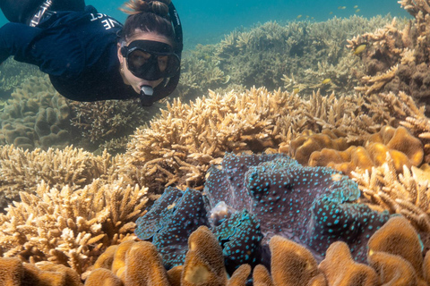Cairns: Fitzroy Island and Humpback Whale Watching Tour 8:30 Departure