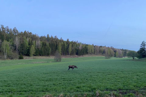 Wolf and Wildlife Tracking in Sweden