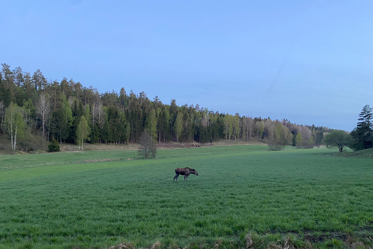 Speuren naar wolven en wilde dieren in Zweden