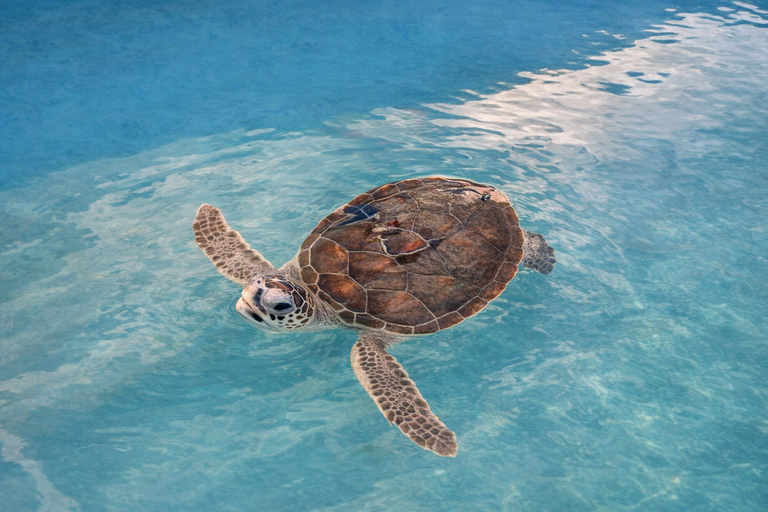 Khao Lak: Cool Half-Day Rafting, Turtle Learning & Waterfall