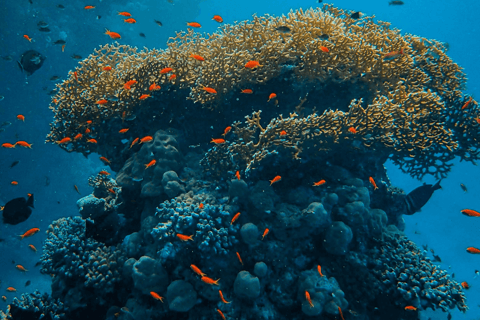 Vanuatu Watersports Port Vila: Ifira Island Snorkel