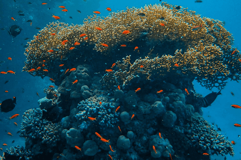 Vanuatu Watersports Port Vila: Ifira Island Snorkel