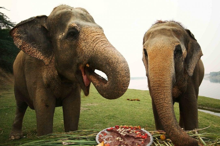 De Délhi: Excursão ao Taj Mahal ao nascer do sol com conservação de elefantesTour guiado apenas com motorista e guia