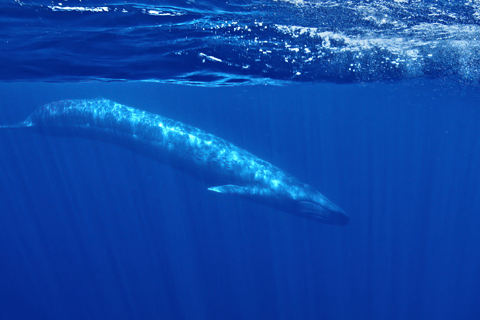 San Diego: Wal- und Delfinbeobachtungstour mit dem Schnellboot