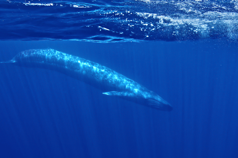 San Diego : Observation des baleines et des dauphins en bateau à moteur