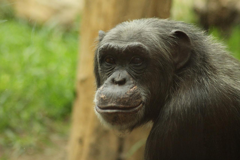 KIGOMA: Chimpanzees trekking Day Trip in Gombe national park Private Chimpanzee Trekking with Hotel Transfer and Lunch