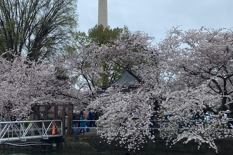 Washington DC : Location de pédalos à Tidal Basin