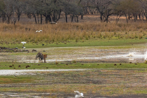 Ranthambore National Park Day Trip With Safari