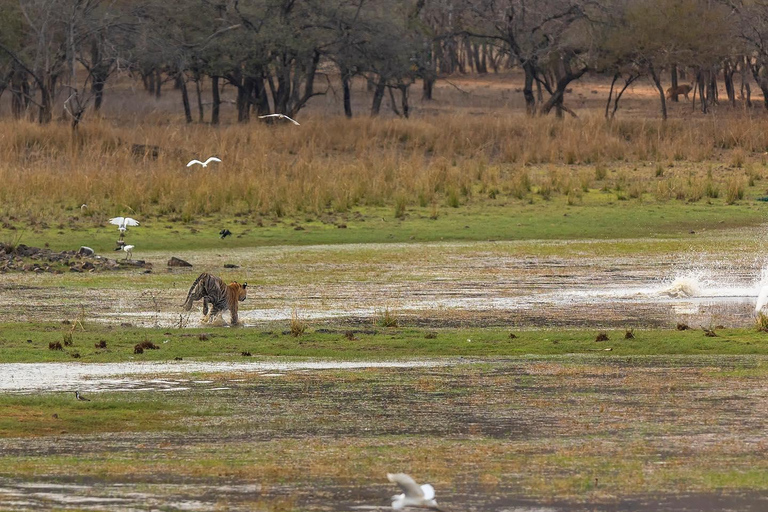 Ranthambore National Park Day Trip With Safari