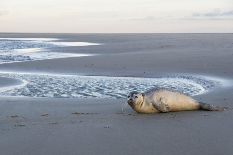 Cuxhaven: Boat tour to the seal banks in the Wadden Sea National Park