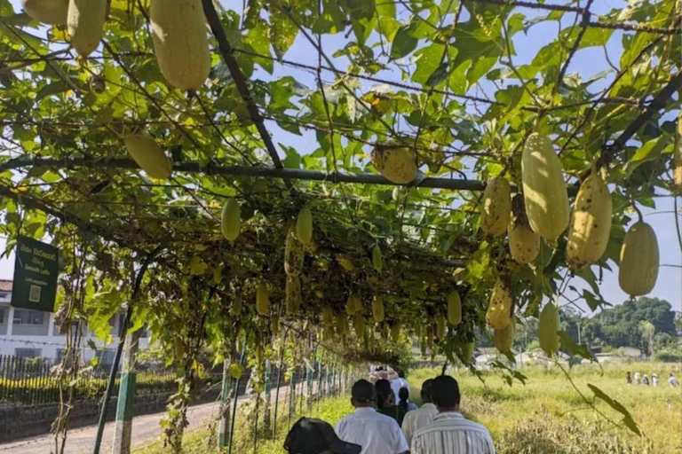 Kandy Top City Sights & Agro Tech Park Visit 4-Hours Tour Kandy Top City Sights visit -01