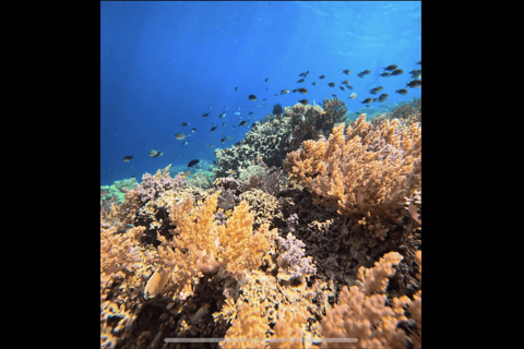 One Day Trip Menjangan Island With Snorkling Experience