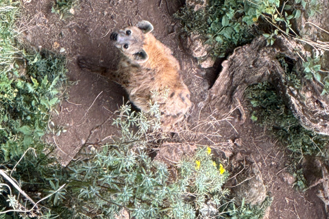 Addis Ababa: Mount Entoto Hike, Injera & Hyena Experience