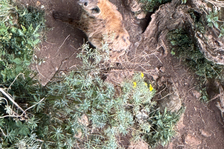 Addis Ababa: Mount Entoto Hike, Injera & Hyena Experience