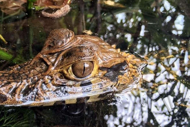 EXCURSIÓN DEL MONO 2D/1N