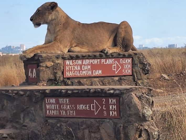 Nairobi National Park Half Day Game Drive With Free Pick Up Getyourguide