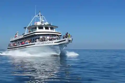 Plymouth: Whale Watching Cruise