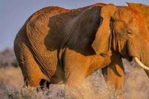 From Mombasa: 2-Day Tsavo East & Ngutuni Safari with Lodge