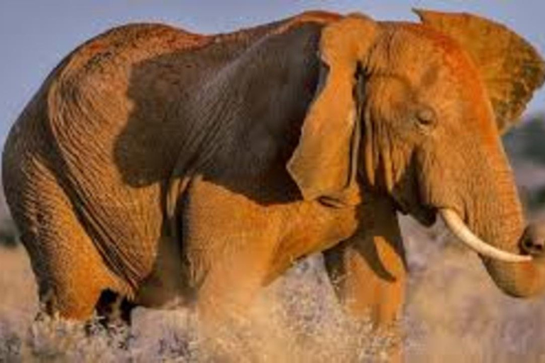 From Mombasa: 2-Day Tsavo East & Ngutuni Safari with Lodge