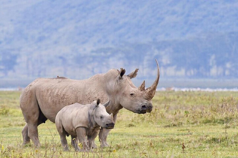 Day Trip Lake Nakuru National Park