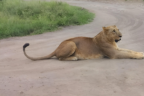 Nairobi : demi-journée de safari dans le parc national de Nairobi