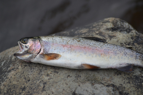Bale Mountains: 3 Days Guided Fly-Fishing Tour