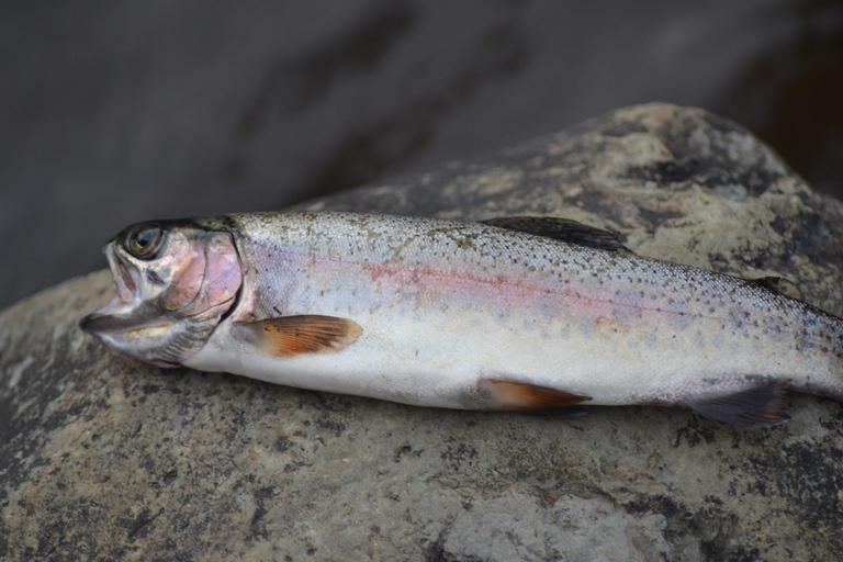 Bale Mountains: 3 Days Guided Fly-Fishing Tour