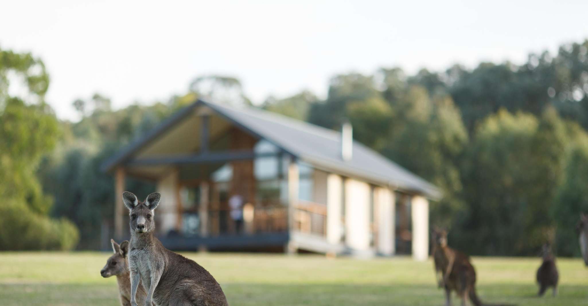 From Melbourne: Yarra Valley Chandon Cheese & Kangaroos Tour photo 13