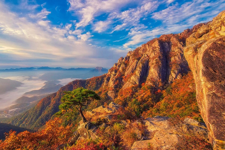 سيول: جولة يومية لمشاهدة أوراق الخريف في حديقة أودايسان أو دايدونسانجولة مشتركة لمشاهدة أوراق شجر 