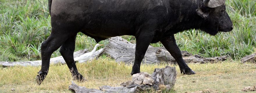 Safari de 3 jours et 2 nuits de Dar es Salaam au parc national de Mikumi