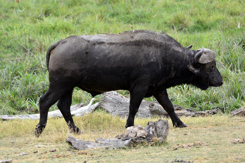 Von Mombasa: 5-tägige Safari nach Tsavo West, Amboseli und ...Von Mombasa aus: 5-tägige Safari nach Tsavo West, Amboseli und ...