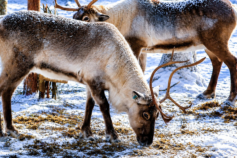 Rovaniemi: Ranua Wildlife Park, Polar Bears & Arctic Animals ⭐ Ranua Highlights | 4h | Polar Bears | Most Popular