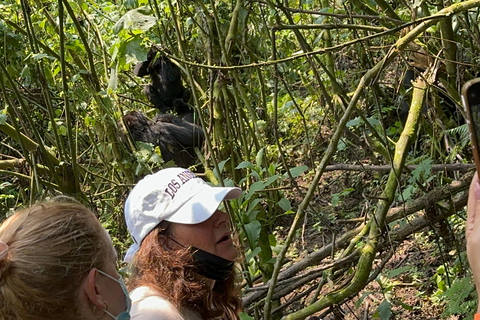 Viagem de 11 dias para fazeres uma caminhada com chimpanzés, seguires os gorilas e veres a vida selvagem