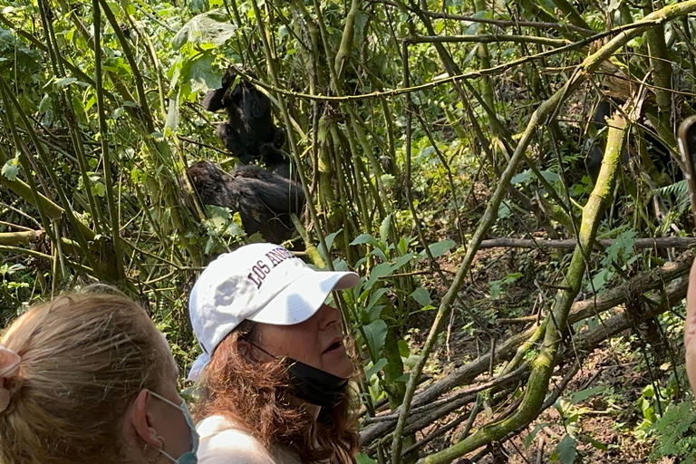 Viagem de 11 dias para fazeres uma caminhada com chimpanzés, seguires os gorilas e veres a vida selvagem